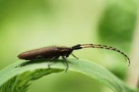 Agapanthia asphodeli