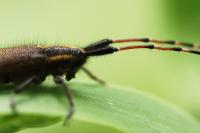 Agapanthia asphodeli