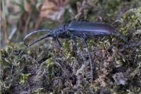 Cerambyx cerdo