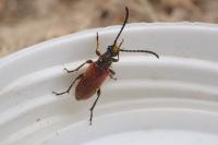Pseudovadonia livida