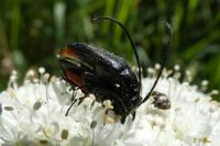 Rutpela nigra
