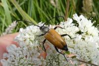 Stictoleptura fulva