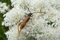 Stenopterus rufus