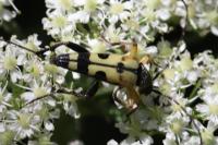 Rutpela maculata
