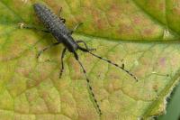 Agapanthia villosoviridescens