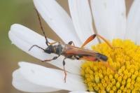 Stenopterus rufus