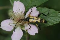 Rutpela maculata