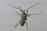 Saperda punctata