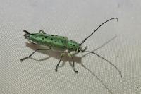 Saperda punctata