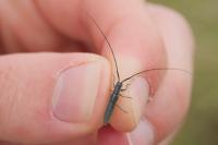 Calamobius filum