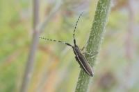Agapanthia cardui