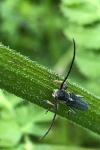 Phytoecia cylindrica