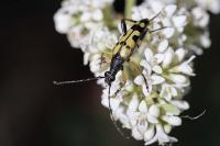Rutpela maculata