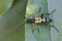 Rutpela maculata