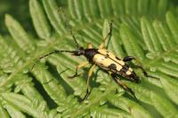 Rutpela maculata