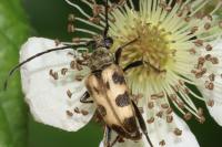 Pachytodes cerambyciformis