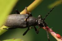 Stictoleptura scutellata