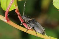 Stictoleptura scutellata