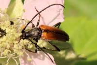 Stenurella melanura