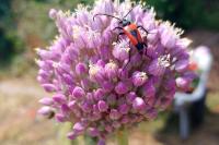 Stictoleptura cordigera