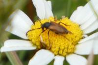 Pseudovadonia livida