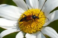Stenurella bifasciata