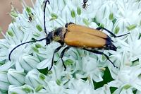 Stictoleptura fulva