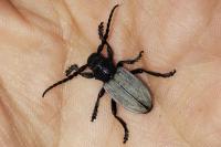 Iberodorcadion fuliginator