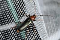 Phymatodes testaceus