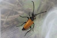 Stictoleptura fulva