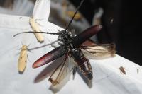 Cerambyx cerdo