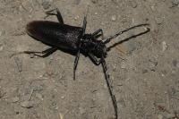 Cerambyx cerdo