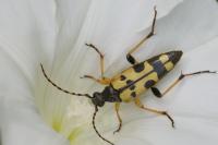 Rutpela maculata