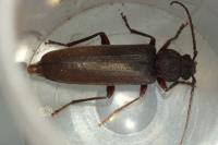 Arhopalus rusticus