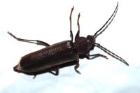Arhopalus rusticus