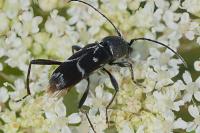 Chlorophorus sartor