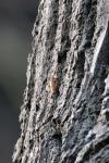 Trichoferus pallidus