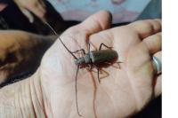 Aegosoma scabricorne