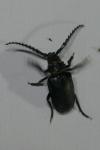 Prionus coriarius