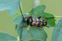 Leptura aurulenta