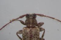 Exocentrus adspersus