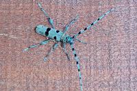 Rosalia alpina