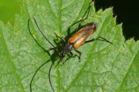 Stenurella bifasciata/melanura