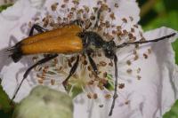 Stictoleptura fulva