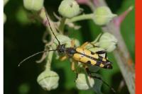 Rutpela maculata