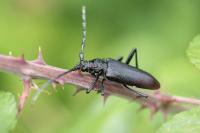 Cerambyx cerdo