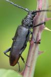 Cerambyx cerdo