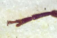 Arhopalus rusticus