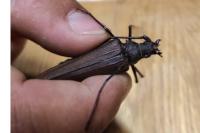 Aegosoma scabricorne