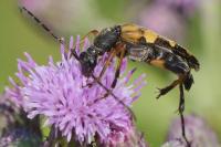 Rutpela maculata